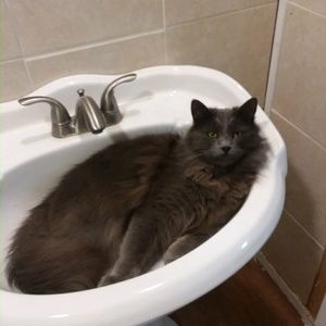 Meet your Posher, Virginia